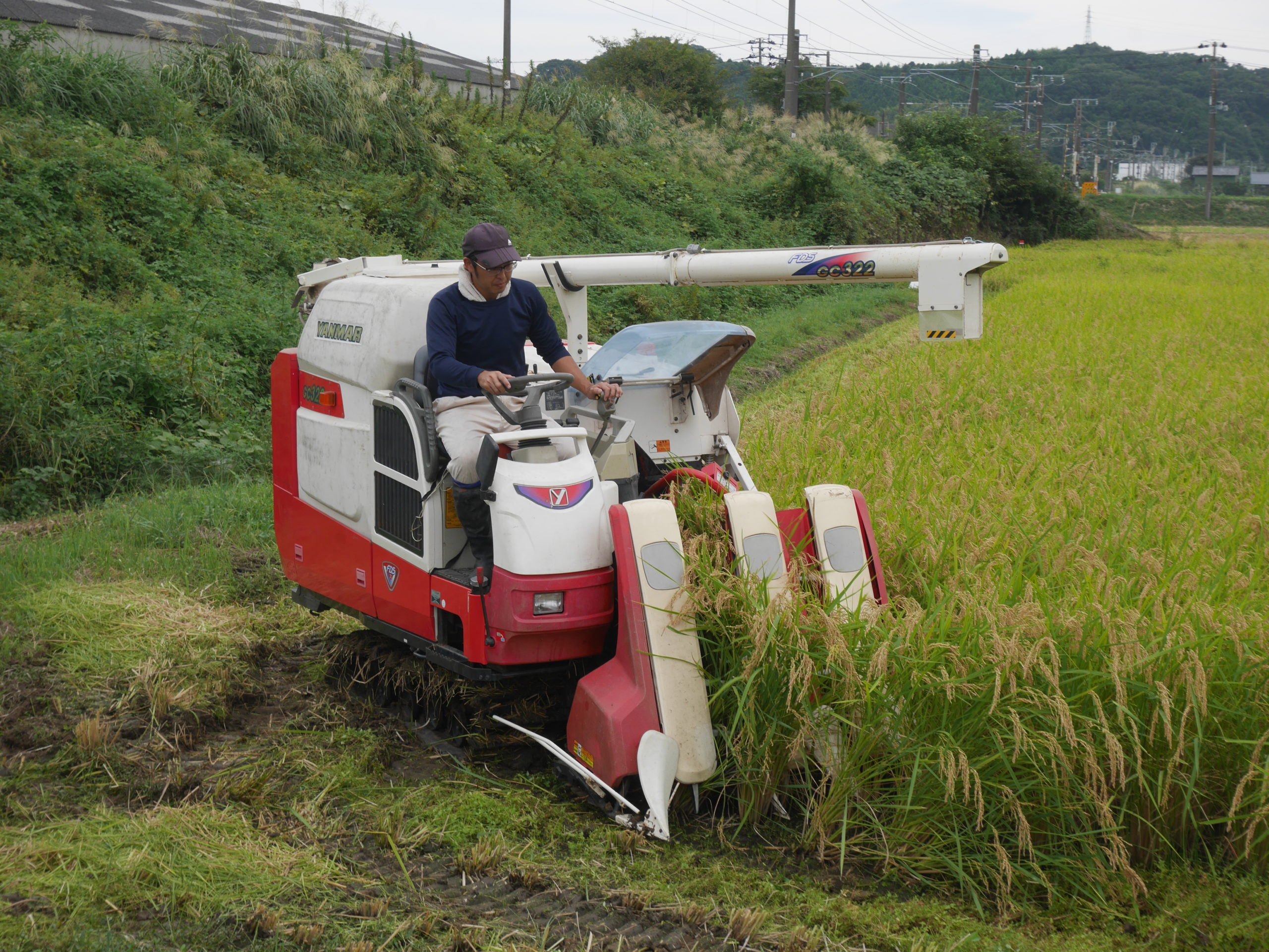 自然栽培の米、稲刈り終了しました。