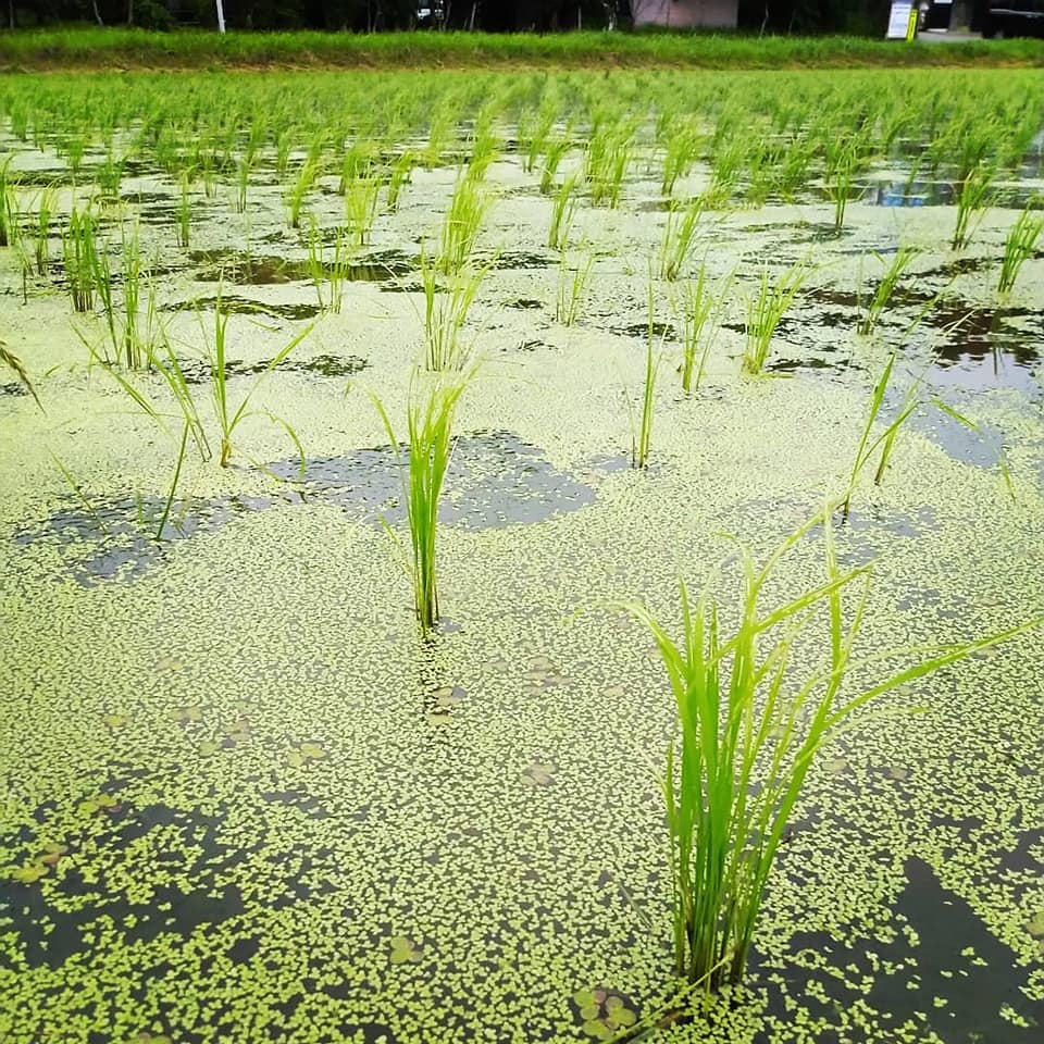 自然米は、２年目に突入！草の生えないメリットを生かし、作り方を変えています。